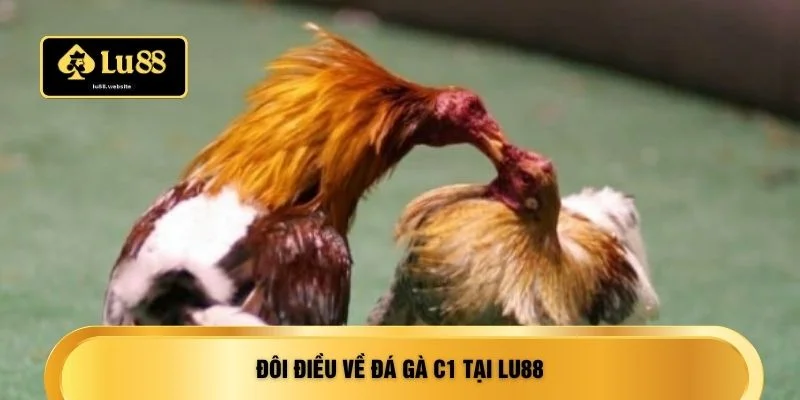 Đôi điều về Đá gà C1 tại LU88
